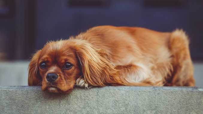 treu schauender Hund
