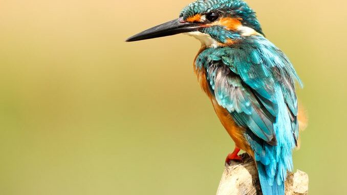 Photo by unsplash, boris-smokrovic